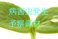 双葉